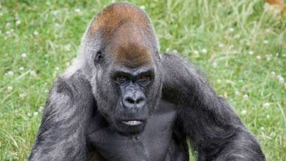 Ozzie: The World's Oldest Male Gorilla Dies Aged 61 at US Zoo