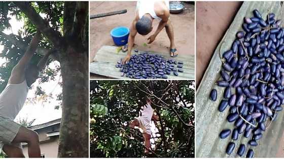 Man shows off perfect pears he plucked in his garden after fruit hawker insulted him