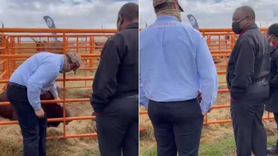 Yoh: Video shows Ramaphosa buying livestock, Mzansi throws some serious shade