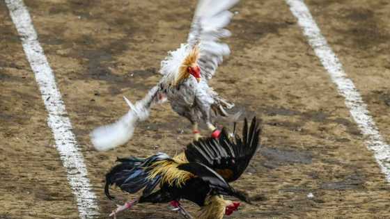 Feathers fly as Philippine cockfighting shakes off Covid closures