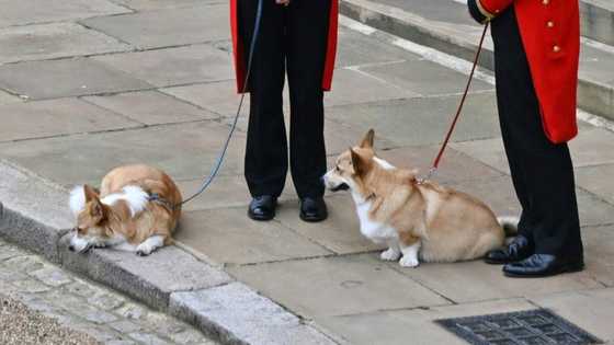 Corgis, pony play part as Queen Elizabeth laid to rest