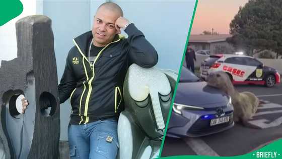 "Poor animal": Gordon's Bay road closed after elephant seal is spotted moving nearby, SA stunned