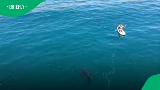 Drone footage shows great white shark following paddleboarders off California coast