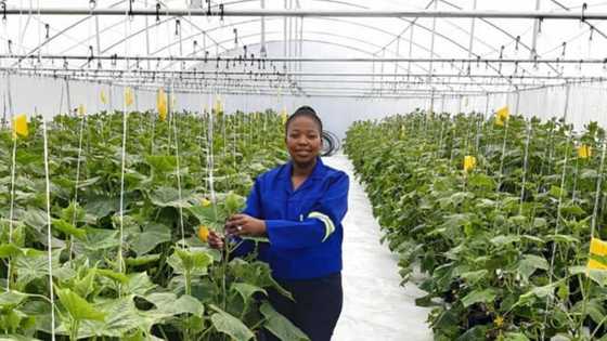 Halala: Woman used R389 to start successful agriculture business