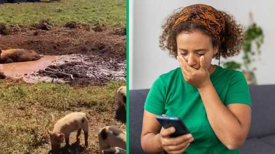 Pig bravely attacks massive snake in viral TikTok video, social media users left concerned