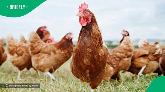 “A matter of life and death”: Flying chicken floors South Africans in viral TikTok video