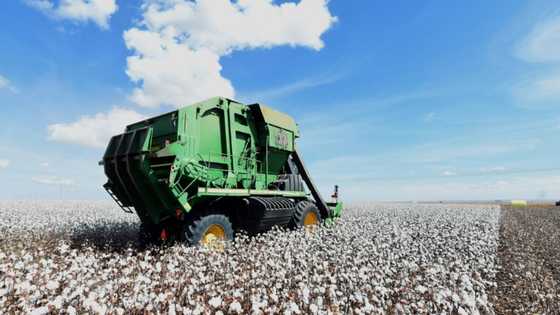 Brazil farmers bet on environmentally friendly cotton