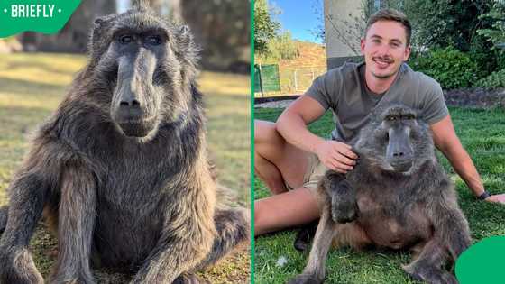 "We will keep celebrating her life": Cindy the Baboon's 'brother' continues to mourn her death