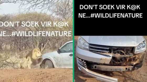 Limpopo lion bites bakkie’s bumper in Tiktok video, netizens make jokes