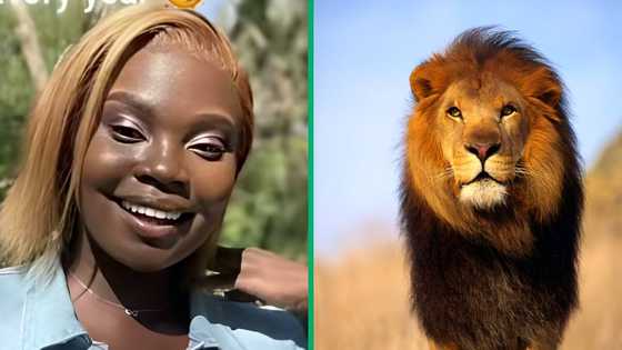 Terrifying Birthday Safari: Woman's video of lion attacking car driver goes viral with 4 million views