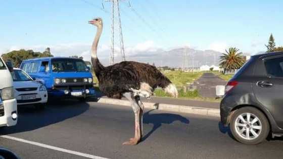 Ostrich casually strolls streets of Cape Town, social media peeps leave hilarious comments