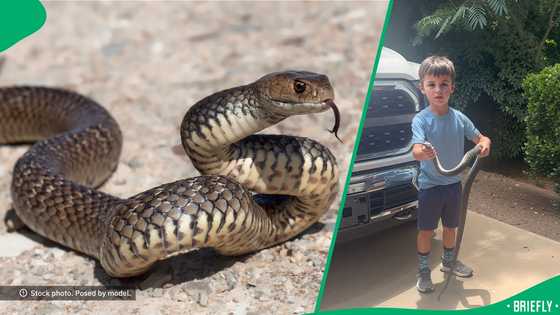 "Harrison, listen to Mom": Mom panics after finding young son playing with a live snake, SA stunned