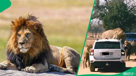 "You're invading their privacy": Lions surrounding and on top of vehicle, SA astonished