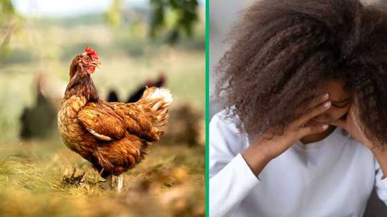 TikTok video of young girl's fearful reaction to holding a live chicken leaves SA amused and pitiful