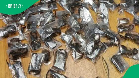 "Make money with everything": Man arrested for possession of scorpions at Cape Town Airport