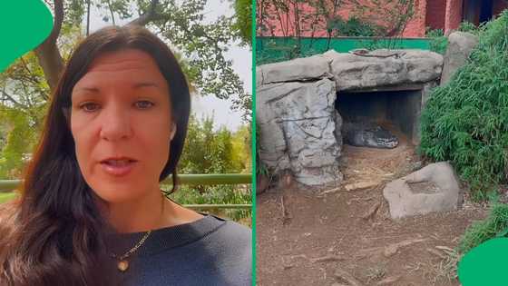 "Animals should be priority one": Woman shares update after Pretoria Zoo concerns, SA concerned