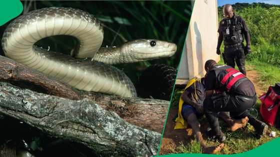 "It's a sign": Black mamba bites KZN man praying at river, SA full of questions