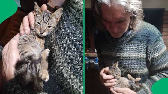 "Nope, you cannot do that": KZN kitten gets saved from almost getting eaten in roadside rescue