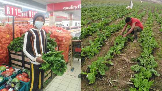 Man starts farm during lockdown without funding, supplies Spar and Boxer stores