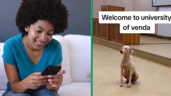 TikTok video shows dogs crashing lecture at University of Venda: "Its owner must be in the crowd"