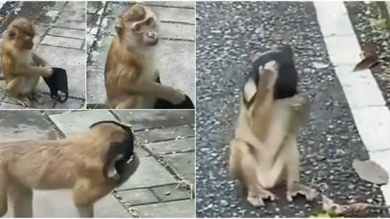 Social media reacts to video of a monkey wearing face mask amid pandemic