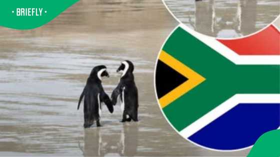 Boulders Beach penguin pair spotted ‘holding flippers’ near Cape Town in viral photo