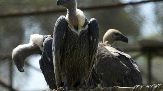 Over 150 endangered vultures poisoned to death in southern Africa