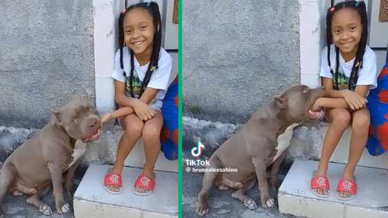 TikTok video of pit bull nibbling on little girl's hand sparks online fear and heated reactions