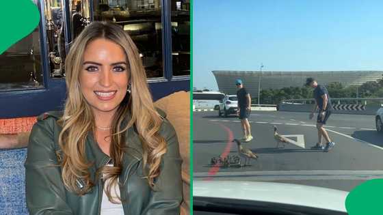 "I love South Africa": Wholesome SA moment goes viral as 2 men help duck family cross busy road
