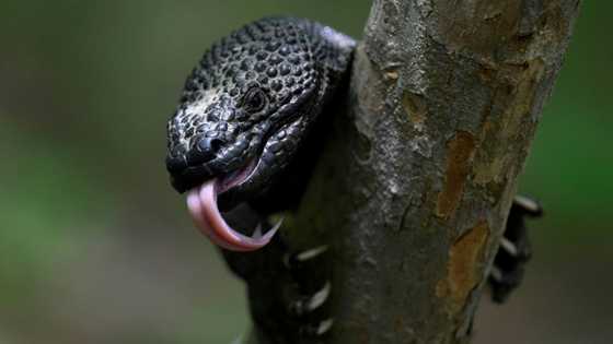 Saving Guatemala's poisonous 'Sleeping Child' lizard