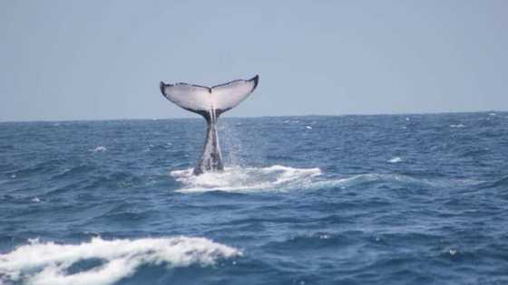 US man lives to see another day after being swallowed by whale: "I'm here to tell it"