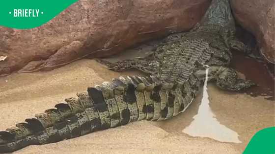 "How sad for the poor soul": KZN beach crocodile dies after rescue operation on the South Coast