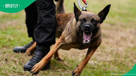 Early morning horror: woman allegedly mauled to death by dogs in Klerksdorp