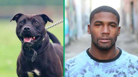 Men stand on car roof to fend off pit bull attack in a viral Twitter video