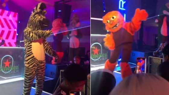 TikTok video of mascots dancing to amapiano in club, SA in stitches over bizarre scene: "What in the Cool Catz?"