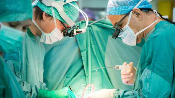 "Suddenly, pig costs R200k": US doctors transplant pig heart into a man, SA says pork value just increased