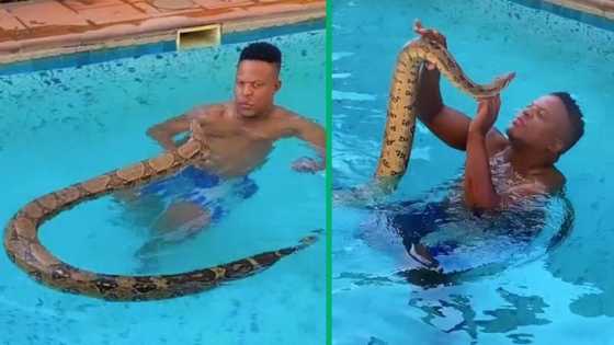 Daring man swims with massive pet snake, eye-popping TikTok video goes viral