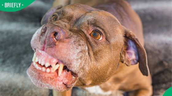 Two pitbulls euthanised after fatal attack on Durban woman in Woodlands