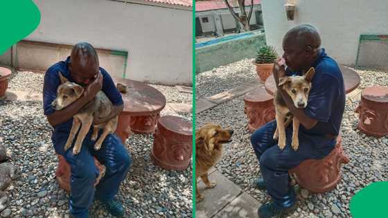 "Until we meet again": Free State SA mourns death of SPCA yard dog who spent 15 years serving