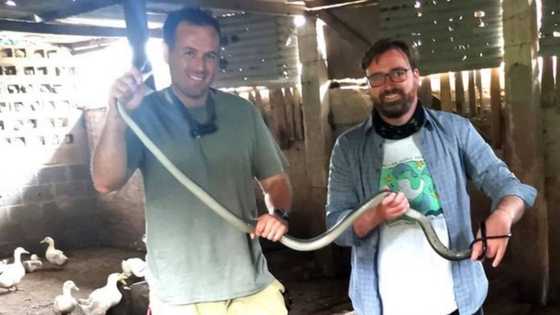 Snake rescuer Nick Evans catches 2 black mambas on the same spot in Shongweni