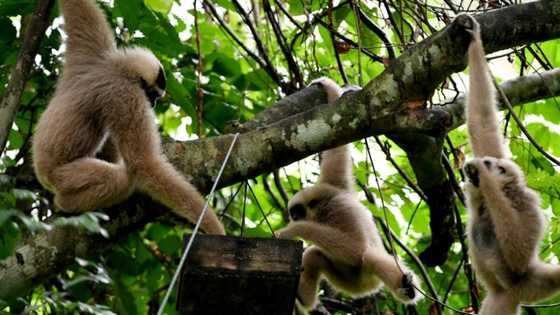 Baby boom: the endangered wildlife revival at Cambodia's Angkor Wat