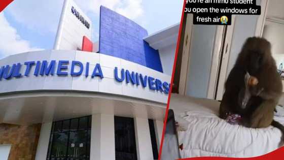 Multimedia University girls petrified as baboon enters their hostel room, eats their snacks