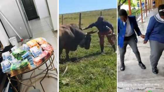 Weekly Wrap: Zulu man goes viral for hyping his bull and Pretoria girl at Catholic school nails Bacardi dance