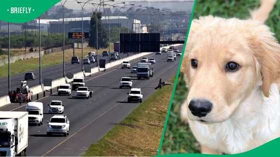 "This is diabolical": Cape Flats hijackers hang dogs on R300 to lure and rob unsuspecting motorists