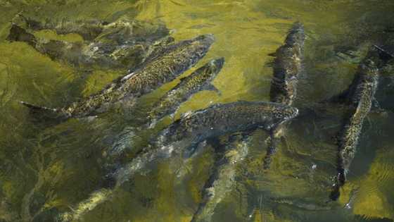 Drought scuppers salmon fishing season in California