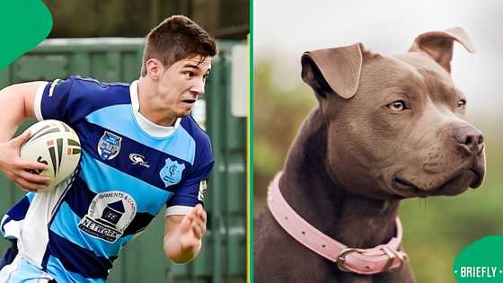 Weekly Wrap: Cape Town woman mauled to death by her pit bulls and former rugby star’s death at 31