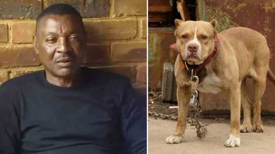 Man mauled by dogs identified as former Zambian football player Philemon Mulala, SA mourns death