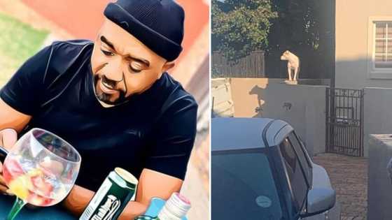 Mzansi trips over pictures of neighbour’s pit bull standing on man’s wall: “I do not feel safe”