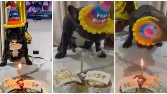 Video of family hosting birthday party for their dog sparks mixed reactions