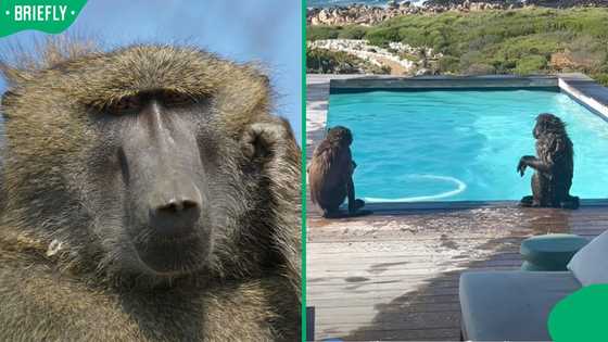 "Early-morning swim": Baboons take a dip in a swimming pool at a holiday home